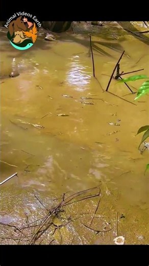 Massive River Prawns Spotted! Have You Ever Seen Such Giant Shrimp