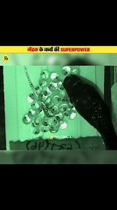 Baby Frog's Unique Defence System #shorts #short #reels #frog #babyfrog #tadpolefrog #animal #facts #islam #factune | Factune