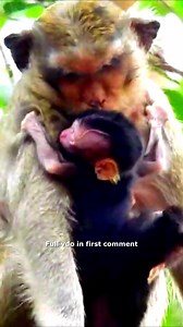 Poor Abandoned Newborn CALVIN Cries So Hungry for Milk, But Casi Rejects & Hu_ts Him Madly 🥹 Check full vido in first comment | Hello Monkey