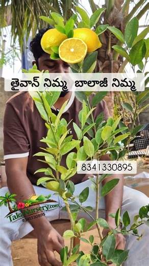 We have two types of lemon trees.