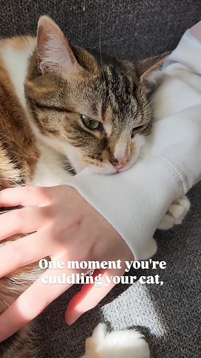 Why do cats bite your hand when you pet them? #catfacts #cats #catbites #factsaboutcats #cateducation #catips #cats101 #instacat #meowkitty #catbehavior | oreoandpumpkinspice