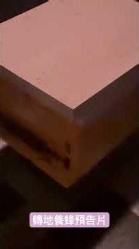 Tomorrow morning's "Transplanted Beekeeping" preview will be broadcast in its entirety on the "eD...