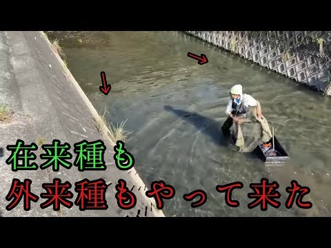 A huge school of fish has arrived from the main Chikugo River! [Restoring Urban Rivers Part 6]