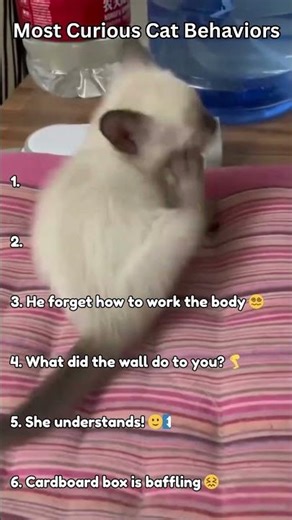 Top Curious Cat Behaviors - Ranked #cats #funny
