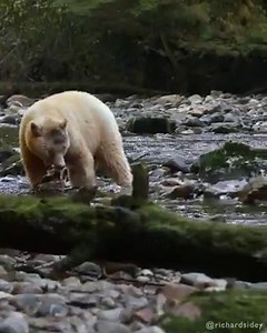 The Spirit Bear is one of the most beautiful creatures I've ever had the privilege of observing in the wild. The white bear is not a Polar bear or albino, but a rare white-coloured Black Bear, which carries a double recessive gene resulting in their lack of pigmentation. Read more about the bear and this encounter here: https://www.richardsidey.com/spirit-bears/ Video by Richard Sidey / Galaxiid | Richard Sidey