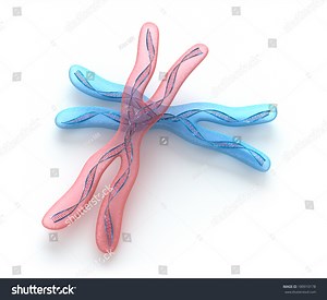 X-Chromosome [2001– ]