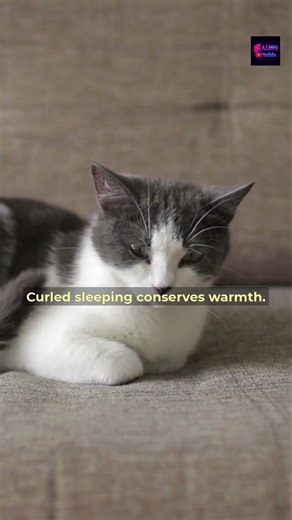 Cats Choose Sleep Positions Based on Trust