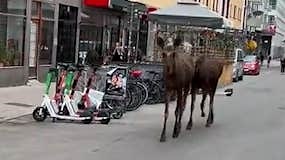 Chocken när älgarna dyker upp: ”Vad gör de?”