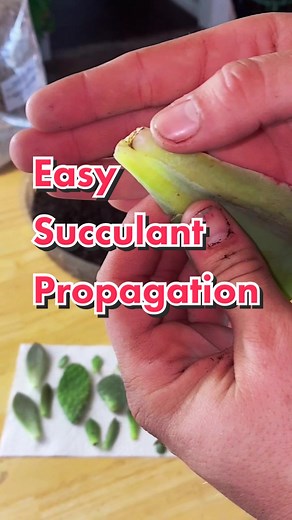 Succulent Propagation Tips for Plant Lovers