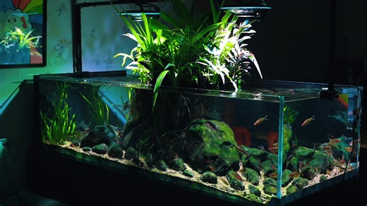 Góc nhìn toàn cảnh #fishtok #fishtokvn #casuoiviet #biotopeaquarium #stream