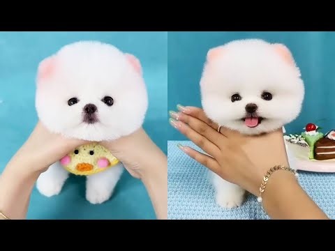 Tiny Teacup Dog, Playful Little Adventurer 🐶🌿 #TeacupDog #CuteDoggo