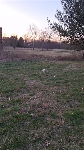 Playing skunk roulette with my 14 year old son. Our Husky lost a round with a skunk last week and he still stinks. Not sure why our skunk population is up around here, but this one seems fairly tame. The skunks name is now Daniel because he's definitely seen the Karate Kid! | Bulletproof Garage
