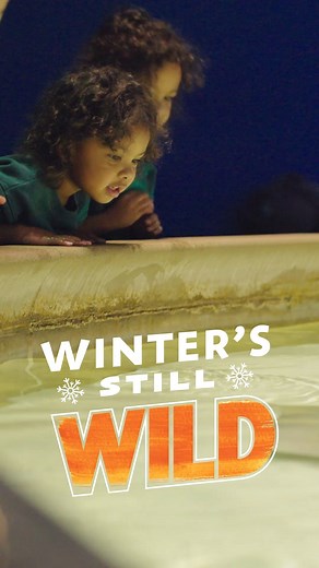 Winter's still wild at the Zoo! ❄️ Beat the crowds and explore amazing indoor exhibits, from Deserts and Oceans to Dolphins, Chimpanzees, and Orangutans—all with cozy indoor viewing! Plus, some animals love the cold, so bundle up and visit our Forest habitats for an unforgettable winter adventure. Don’t miss out—plan your visit today! 🐆🐧 #WinterAtTheZoo #WildWinter #IndoorExhibits #SnowMuchFun #ZooLovers #Indianapolis #IndyZoo #Explore | Indianapolis Zoo