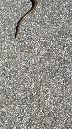 New trail friend…have you ever seen a legless lizard??? New one for me today! This is not a snake, it’s an Eastern Glass lizard. #wallsprings #naturenerd | Jessica Sweeney
