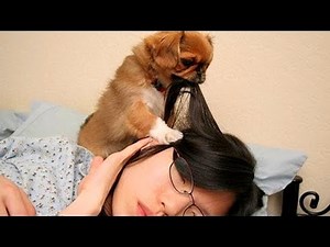 Cute ANNOYING DOGS WAKE UP OWNERS 😂 Cutest Fur Alarm Clock