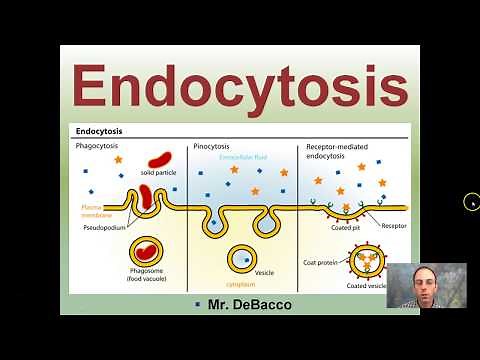 Endocytosis