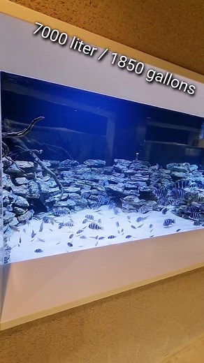 142K views · 2.3K reactions | Discovery of the day: 7000 liter (1850 gal) Frontosa tank #humpheadcichlid #cyphotilapia #frontosaendemic #lake #tanganyika #luisenpark #aquascape #aquarium #aquascaping #aquariumhobby #aquariumtank #aquariums #akvaryum #instapet #myhobby #aquariumfish #instafish #tropicalfish #aquatic #aquaticlife #fishtank #fishkeeping #freshwaterfish #freshwater | Oliver Knott | Facebook