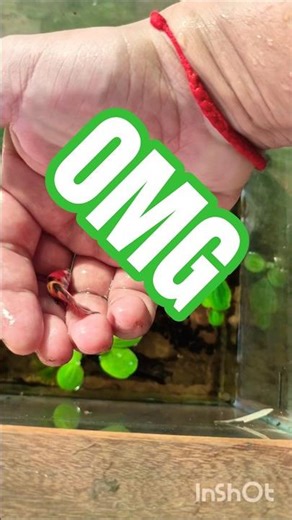 Breeding betta fish l Release betta fy to big place #wildbetta #bettafish