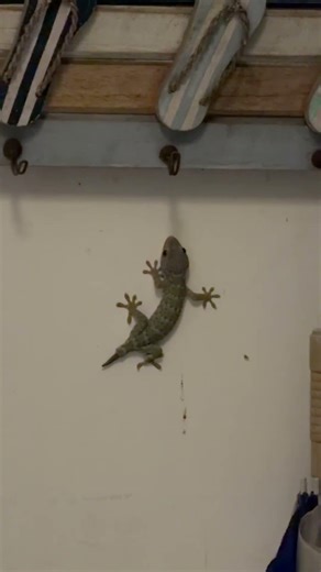 Huge gecko 🦎 Seminiak, Bali, Indonesia 🇮🇩 #travel #bali #indonesia