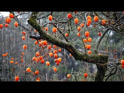 Autumn Rain on Persimmon Tree ASMR | Deep Sleep All Night, Countryside Ambience