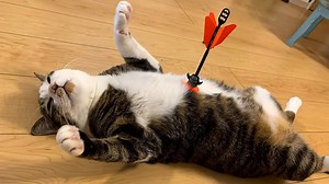 You Can’t Help But Smile at These Overdramatic Pets