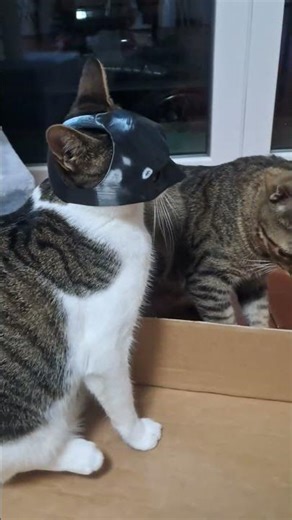 #batman #cat #cute #batcat #miao