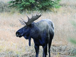 Second chance moose allocation results are in