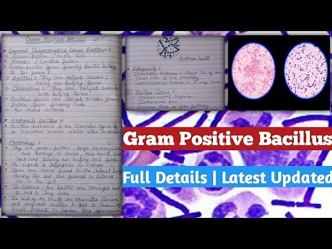 gram positive bacilli