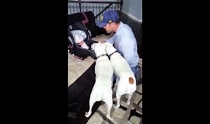 Two Boxers Meet Newborn Baby For The Very First Time