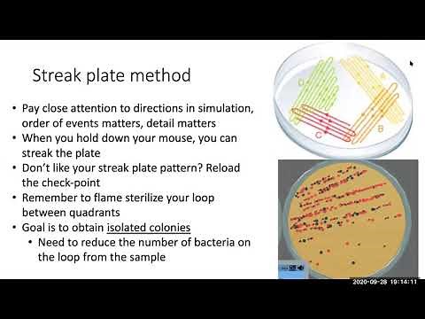 Bacterial Isolation Labster introduction