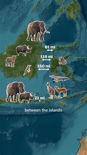 Facts for Real | 🤯 Why Animals Won’t Cross This Invisible Line! (The Wallace Line) Can you believe there’s an invisible barrier that almost no animals,... | Instagram