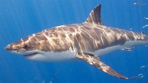 Grands requins blancs de Méditerranée : ces choses à savoir sur cette espèce en danger critique d'extinction