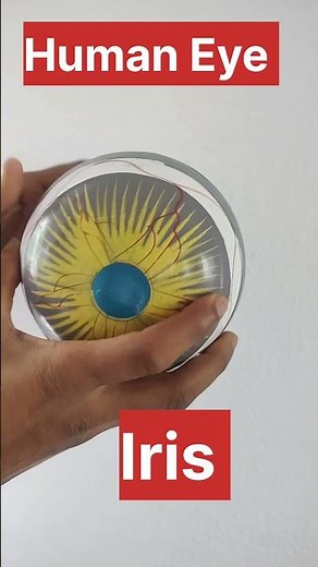 The Human Eye: Pathways to Perception