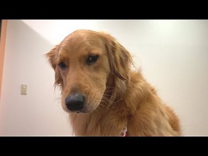 よもぎが足を痛めて病院に行きました・・・・