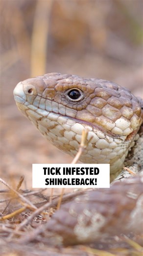 Mark Vins on Instagram: "Tick-infested lizard! Can we help it? #reptiles #parasites #ticks"