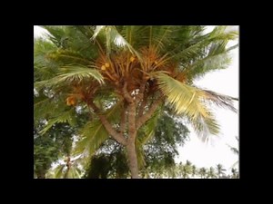 Bonsai Coconut: The Tiny sweet started loved bonsai lovers