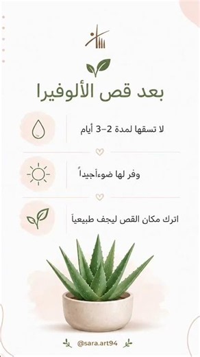 ⁨ 🌿 خطوات بسيطة تساعد الألوفيرا على النمو بصحة أفضل.