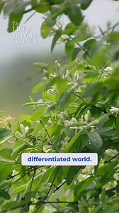 🫶 #rudolfsteiner #rudolfsteinerschool #goethe #natureismedicine #epistemology | Gaia