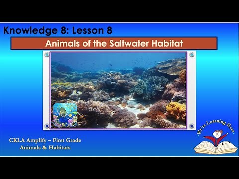 Knowledge 8 Ls 8 Saltwater Habitat