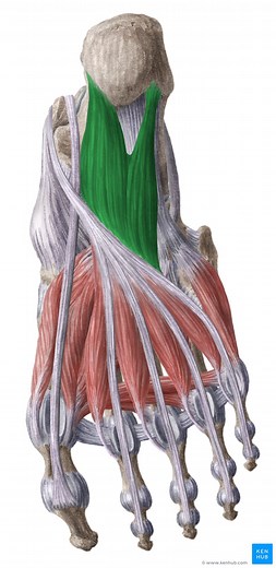 Músculo quadrado plantar