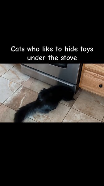 Our cats loves playing with toys and purposely pushing them under the stove #catsoftiktok #catlover #cats #crazycat