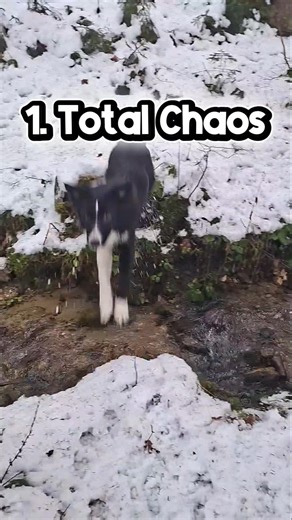 Is your dog a 1 or a 2 right now? 😂