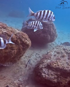 62K views · 898 reactions | Sheepshead 2-for-1 special while spearfishing. Filmed 1/28/2024 in Jupiter, Florida. | Paul Dabill Photography | Facebook