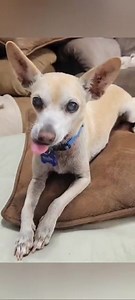 Update 8/15/2023 Let’s talk about Mr Burns! He is one of the sweetest and most loving senior dogs we have had in the rescue! He loves snuggling with his canine foster siblings and would really love companionship and a snuggle buddy in his forever home. He loves sunbathing for a few minutes during the day and then he takes himself in via the doggie door to enjoy a nap and the comforts of the A/C. Mr Burns is a 10 1/2 year old Chihuahua mix. If you are interested in this amazing cuddle buddy, plea