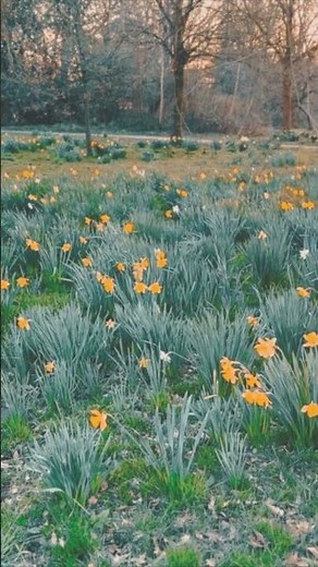 ‘Serenade To Spring’ is now blooming on our channel!