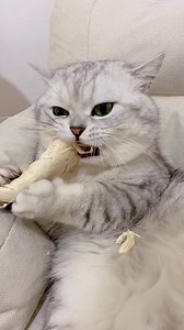 1.3M views · 10K reactions | Don’t grad cat food.  #cat #catlover #catlife #kitty #kitten | Wu MrYongjia | Facebook