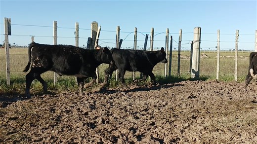 246BIH412 (Principal)