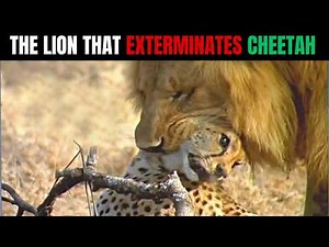 The PSYCHOPATH Lion Who Killed Cheetahs for FUN - 47 Confirmed Kills