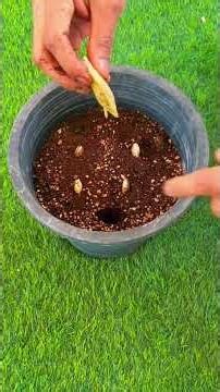 How to grow a mango tree from a mango seed