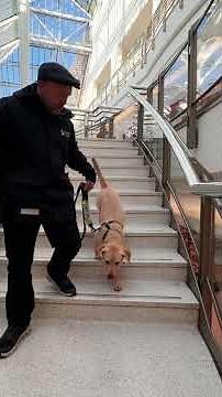 Puppy Safety at Home: Stairs, Cars and Jumping Risks